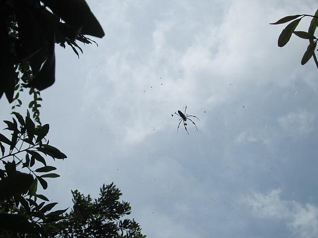 IMG 7437
