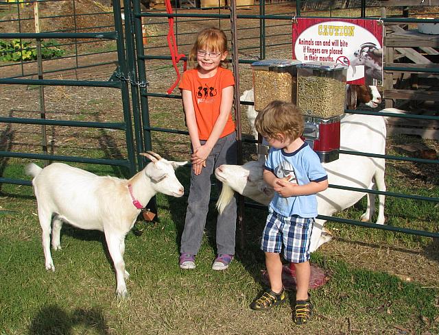 Goats!