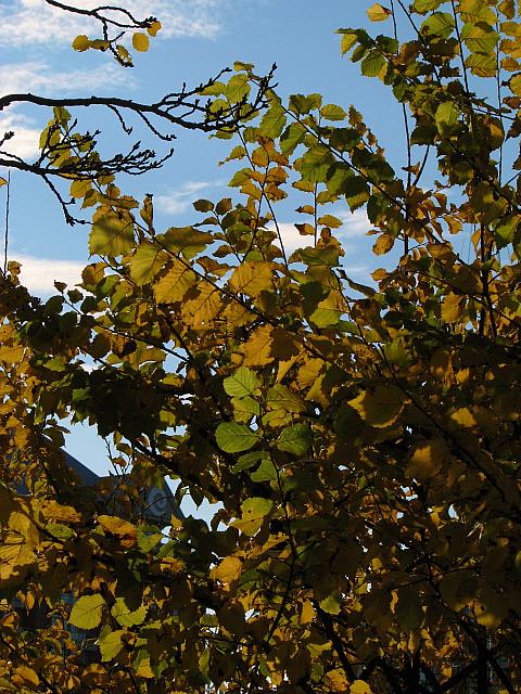 201111 019