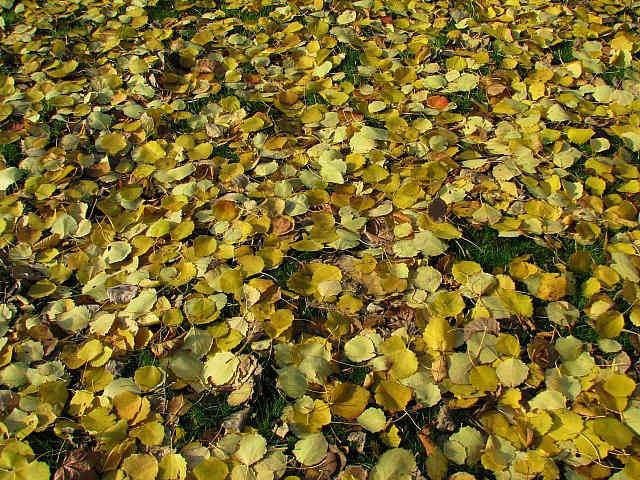 201111 022