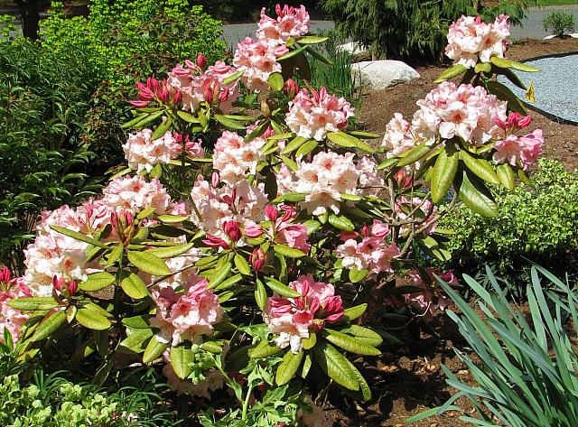 201204 Rhodie 005