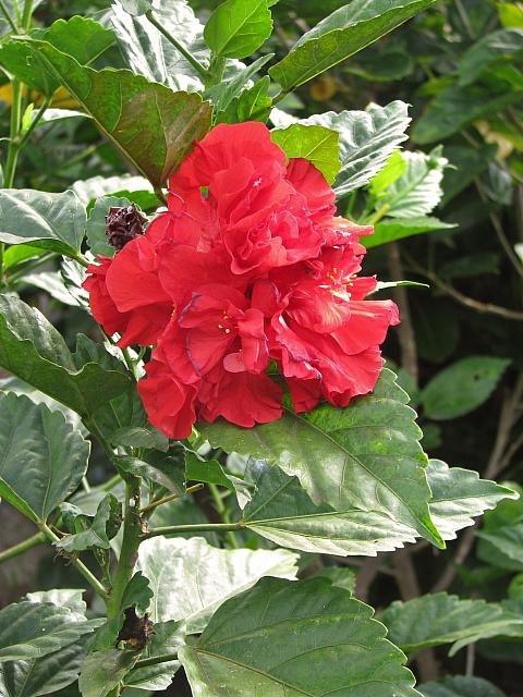 Hibiscus (?)