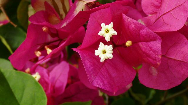Bougainvillea