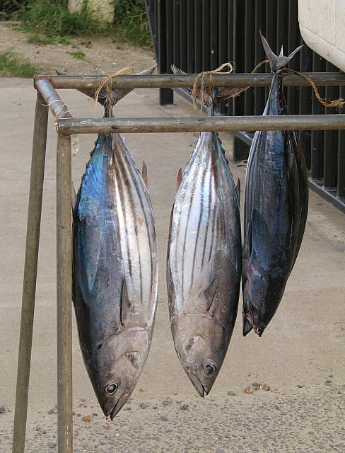 Tuna
