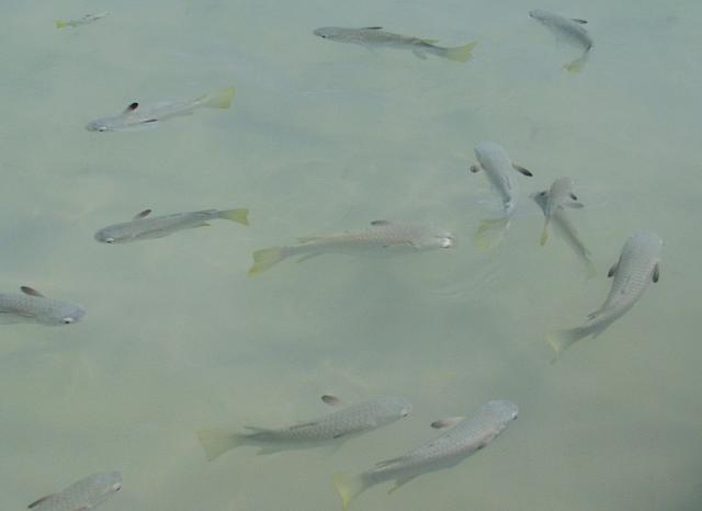 Little fish swam 'round our feet...and happily nibbled any bits that we rinsed off of our fingers