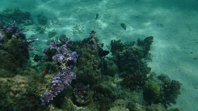 Snorkeling off Huahine