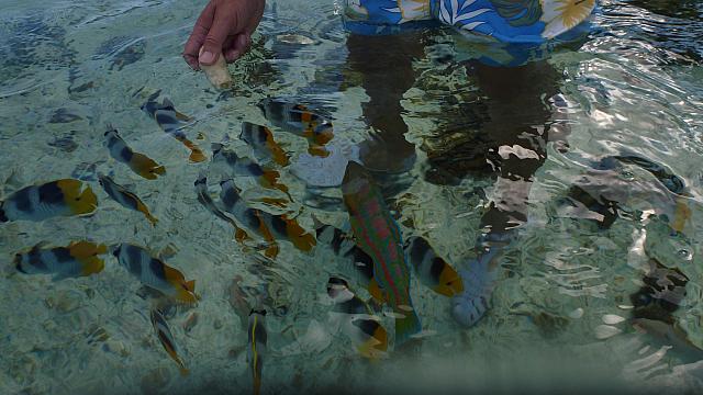 View of the fish from above water