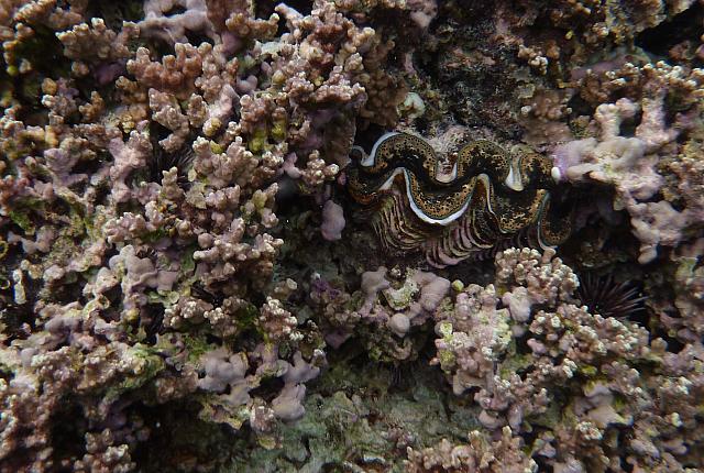 Clam