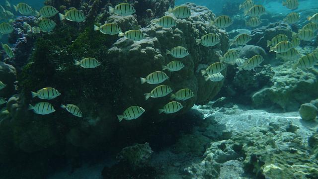 School of (sergeant major?) fish
