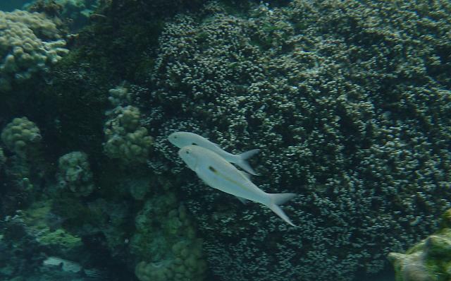 Fish & coral