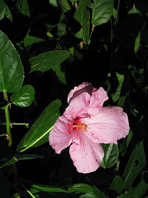 201312HawaiiA 176