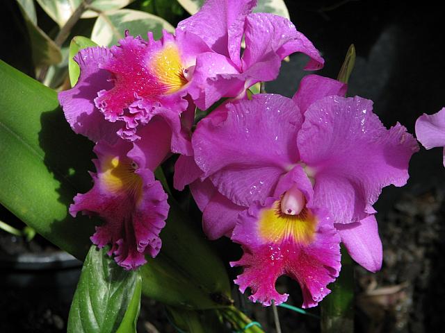 201312HawaiiA 199