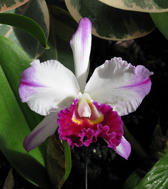 201312HawaiiA 200