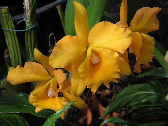 201312HawaiiA 203