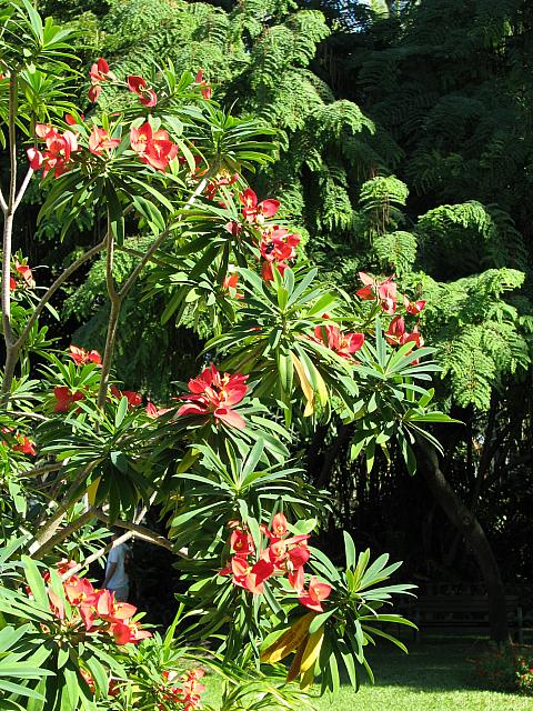 201312HawaiiA 209