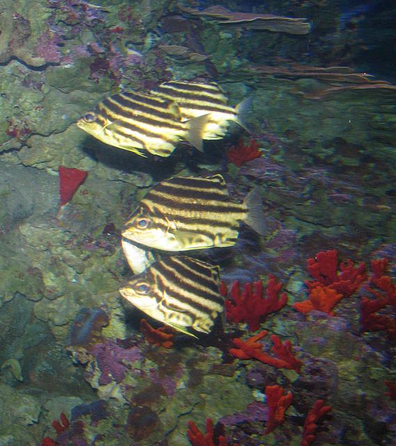201312HawaiiA 323