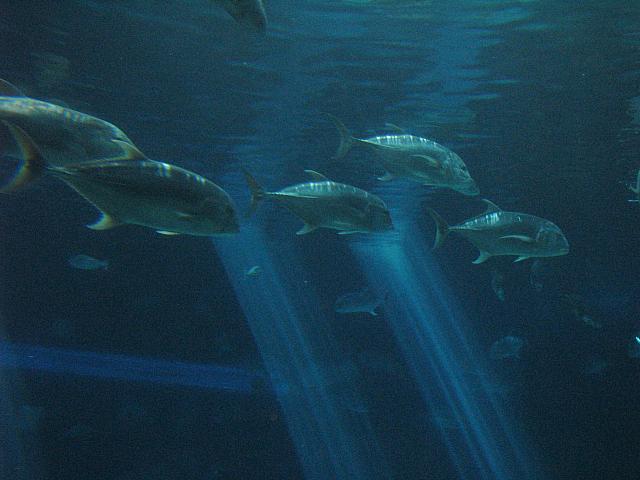 201312HawaiiA 358