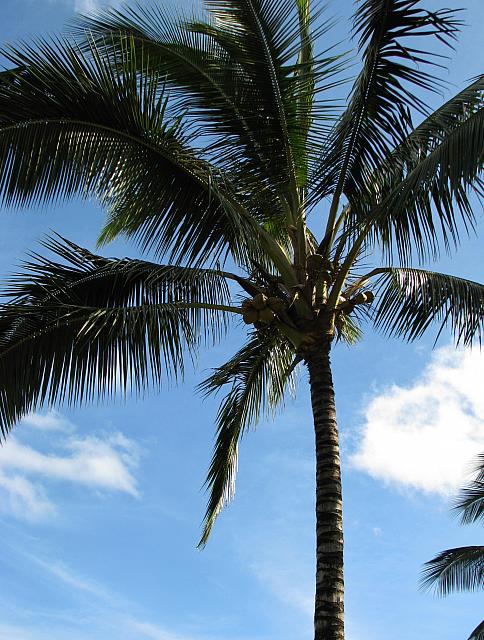 201312HawaiiA 599