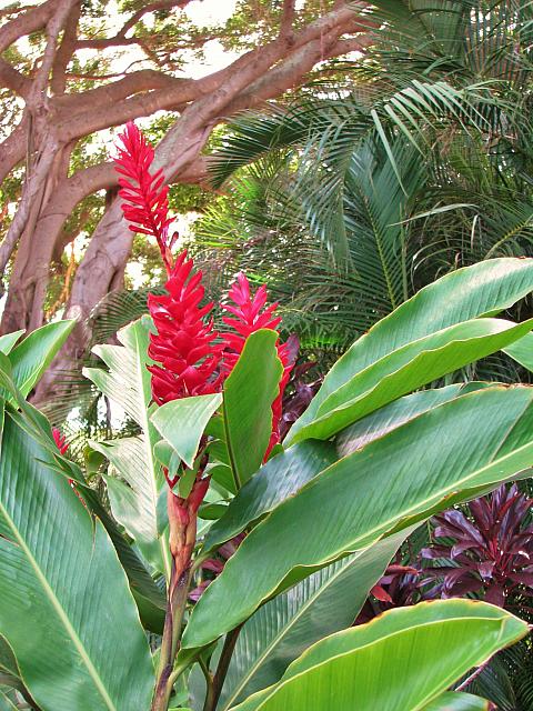 201501 Hawaii 245