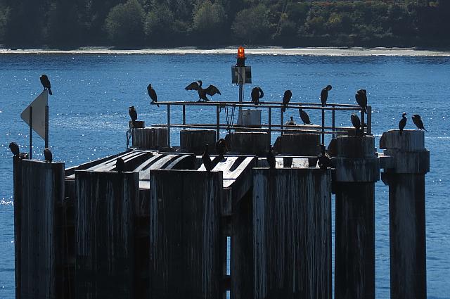 201509OlympicPeninsula 174
