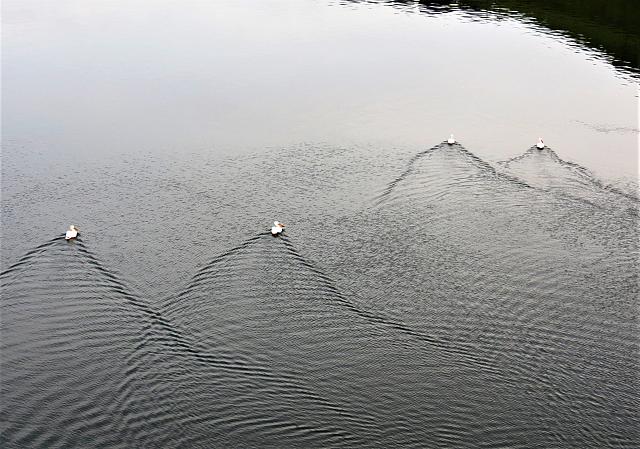 IMG 7332 (2)