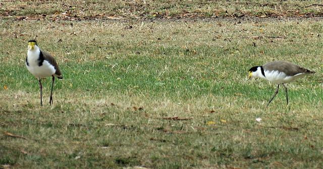 IMG 9068 (2)
