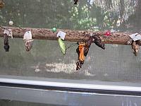 IMG 6924