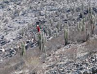 AZ 048