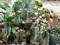 AZ026
