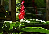 DSC 0011