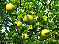 Citrus