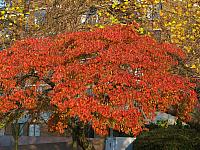 201111 027