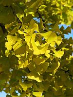 201111 029