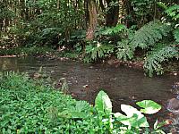 Lush and green!