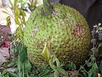 Breadfruit