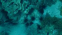 Black urchins