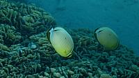 Butterfly fish