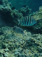 Snorkeling