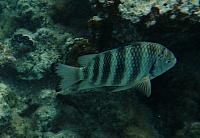 Snorkeling
