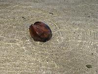 This is how coconuts go from one place to another....