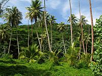 Lush vegetation near the picnic beach...once the site of Hana Iti luxury hotel