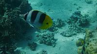 Snorkeling