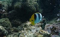 Snorkeling