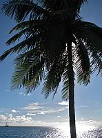 Palm