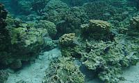 Snorkeling in the coral garden