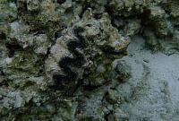 Clam