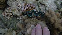 Clam (size proportion offered by my fingertips)