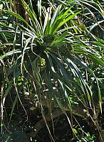 Pandanus