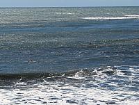 Surfers