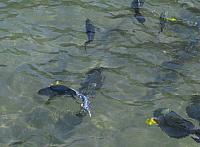 Fish in enclosure by restaurant